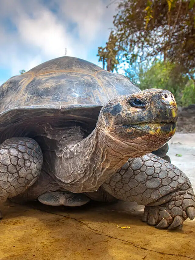 Fun & Interesting Giant Galapagos Tortoise Facts