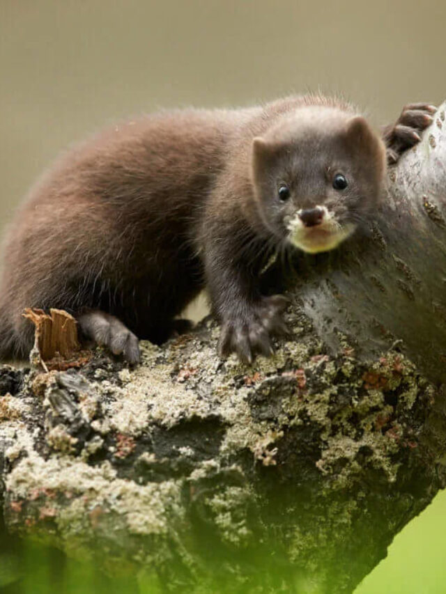 Things You Should Know Before Getting Mink as a Pet