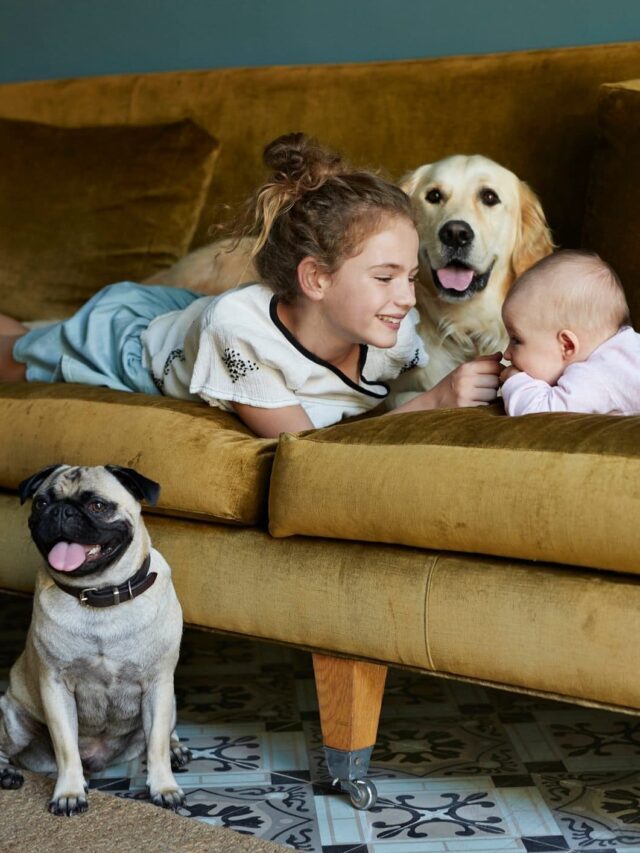 Perfect And Best Dog Breeds For Families