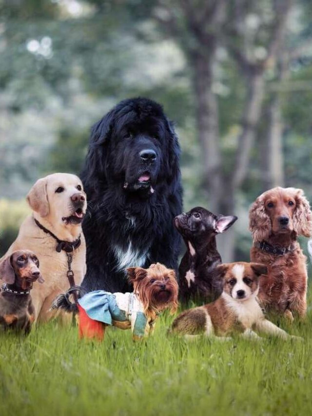 The Top Most Friendly Dog Breeds Pets