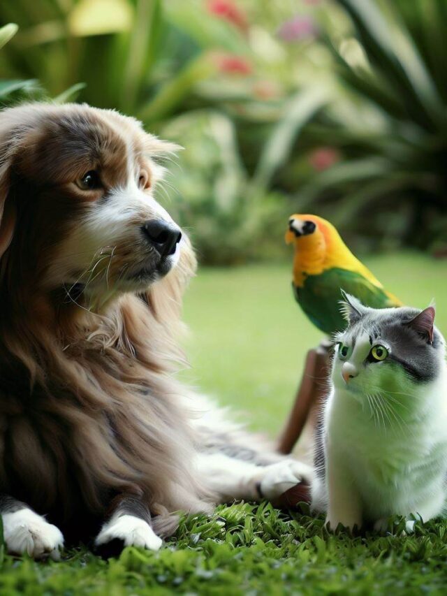 Pet Lifespans: How Long Do Pets Live?
