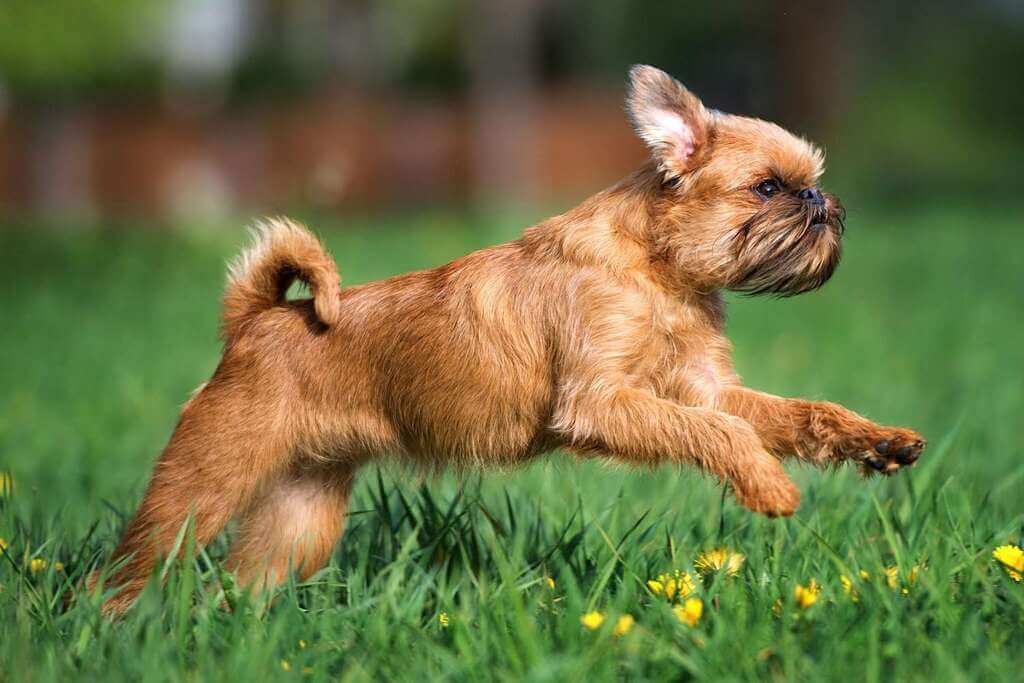 History of Brussels Griffon 