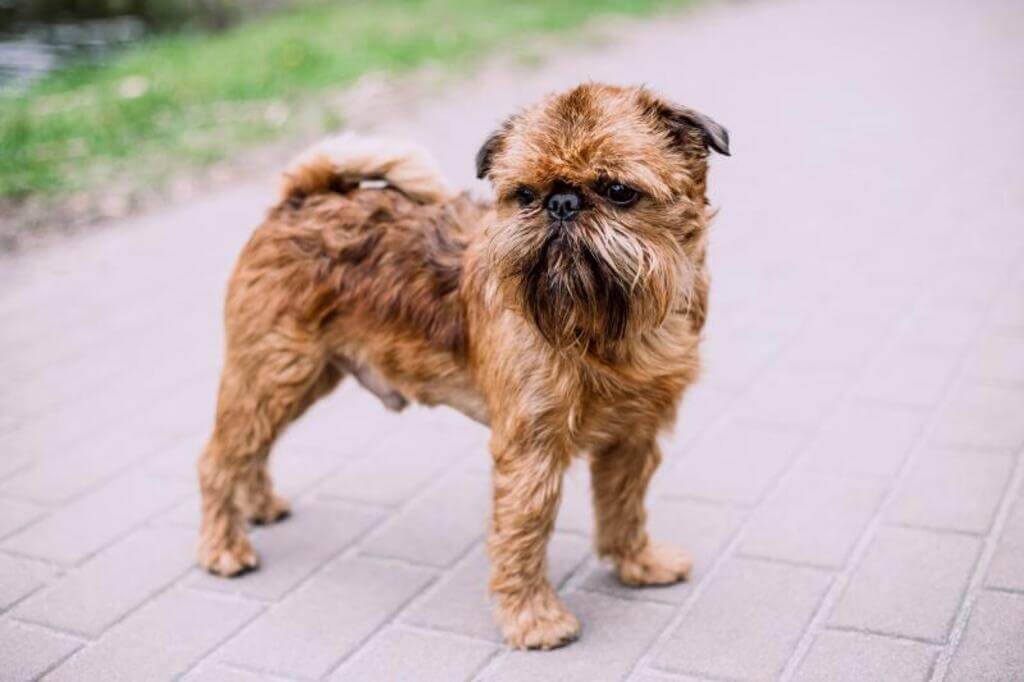 Health of Brussels Griffon Dog