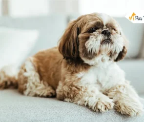 Brussels Griffon Dog Breed