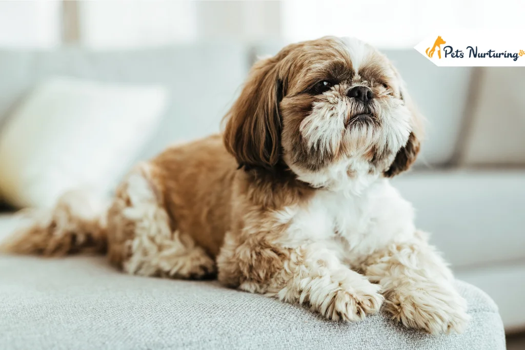 Brussels Griffon Dog Breed