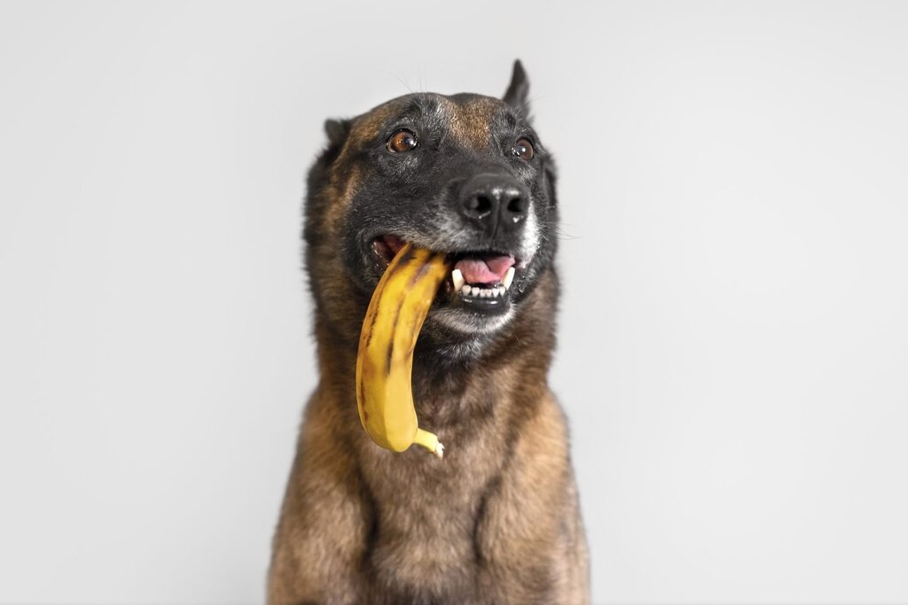 Can Dogs Eat Bananas