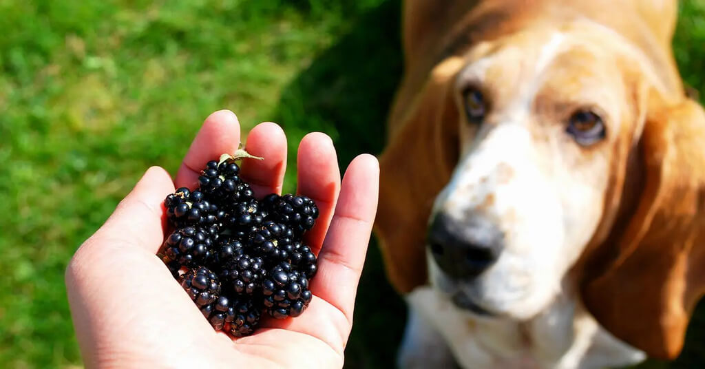 Can Dogs Eat Blackberries
