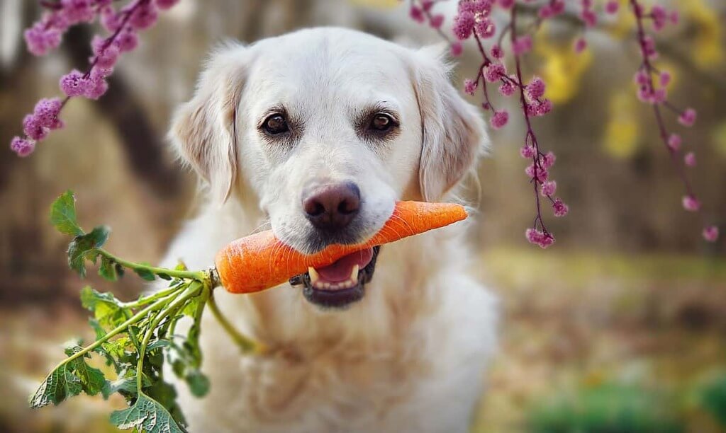 Can Dogs Eat Carrots