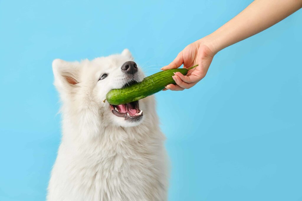Can Dogs Eat Cucumbers