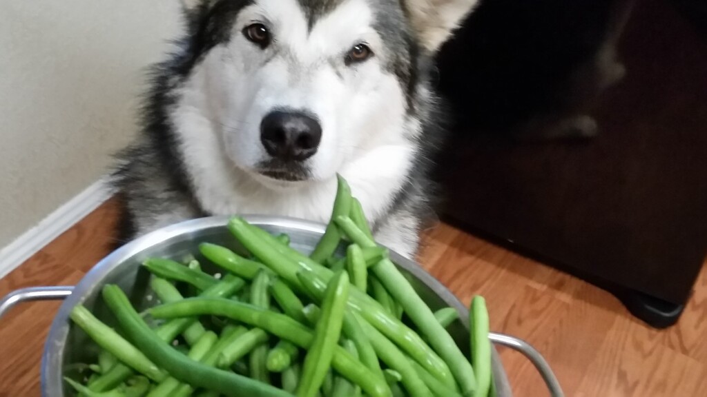 Can Dogs Eat Green Beans