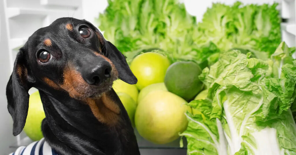 Can Dogs Eat Lettuce
