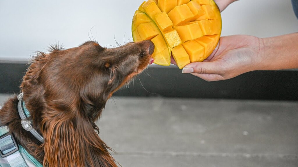 Can Dogs Eat Mango