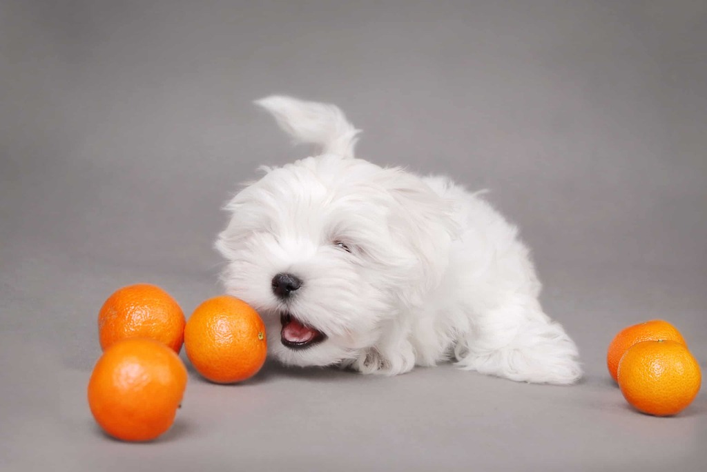 Can Dogs Eat Oranges