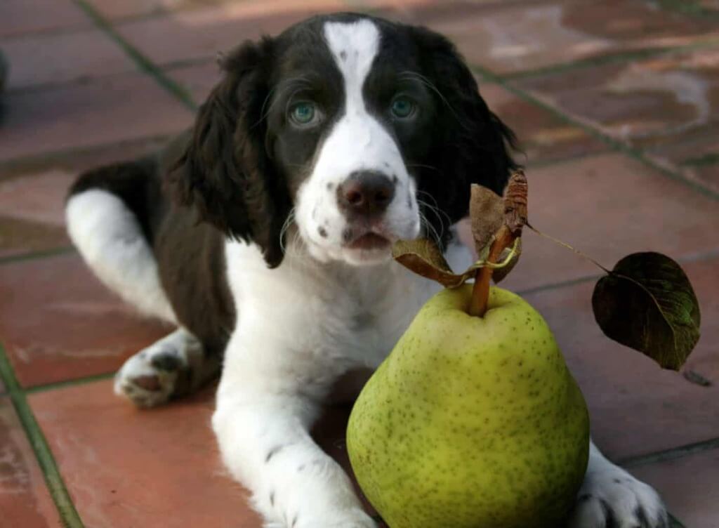 Can Dogs Eat Pears