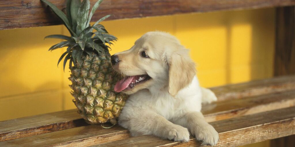 Can Dogs Eat Pineapple