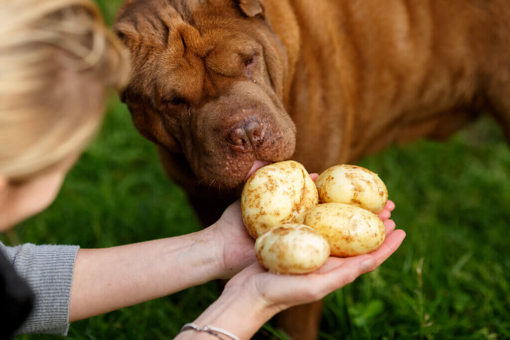 Can Dogs Eat Potatoes