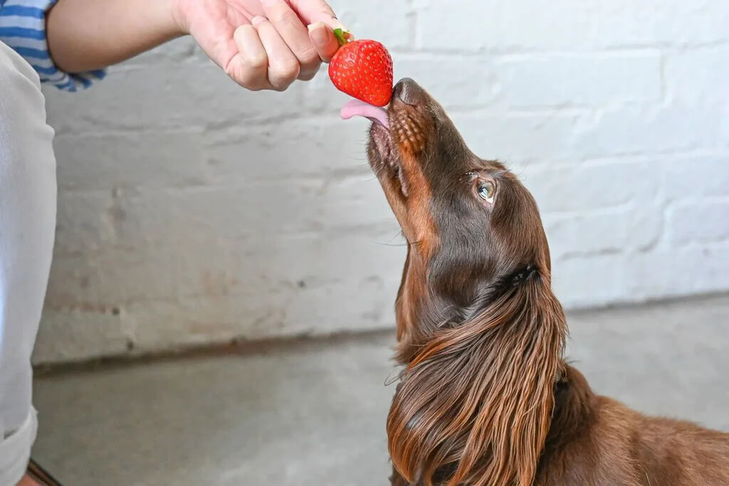 Can Dogs Eat Strawberries