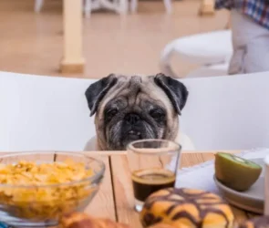 Dog Nutrition