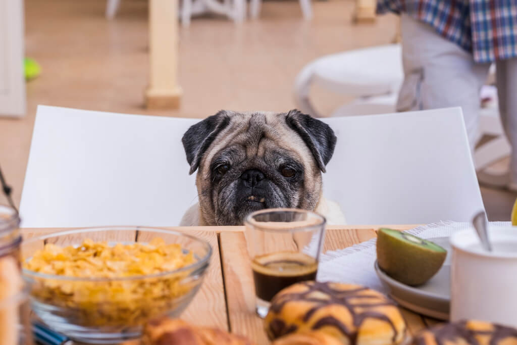 Natural and Organic Food for Dogs