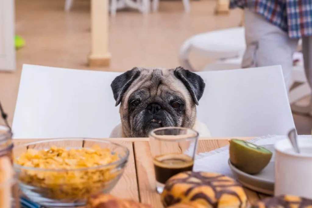 Dog Nutrition