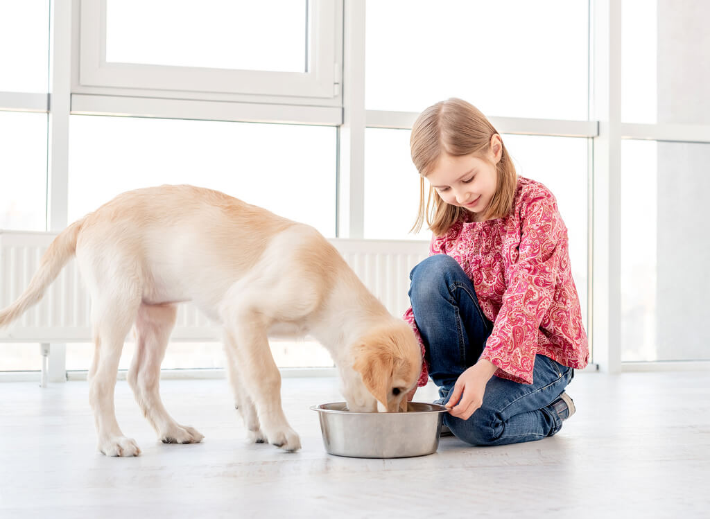 Crafting a Canine Culinary Symphony