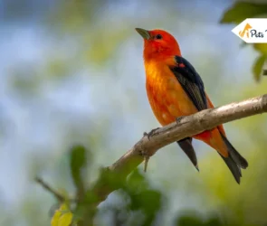 Red Headed Birds
