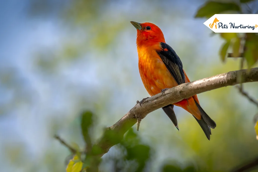 Red Headed Birds
