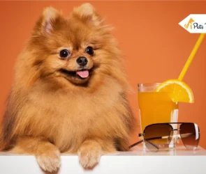 Teacup Pomeranian Dog Breed