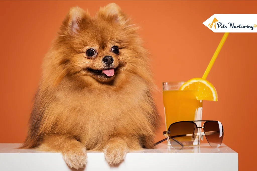Teacup Pomeranian Dog Breed