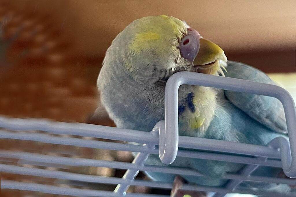 Can Budgies Kill Themselves