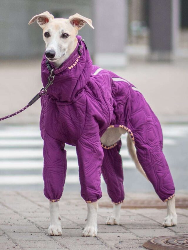 Top 10 Stylish Coats and Jackets for Your Dog