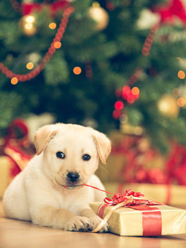 The Best Gift For a Dog On a Special Day