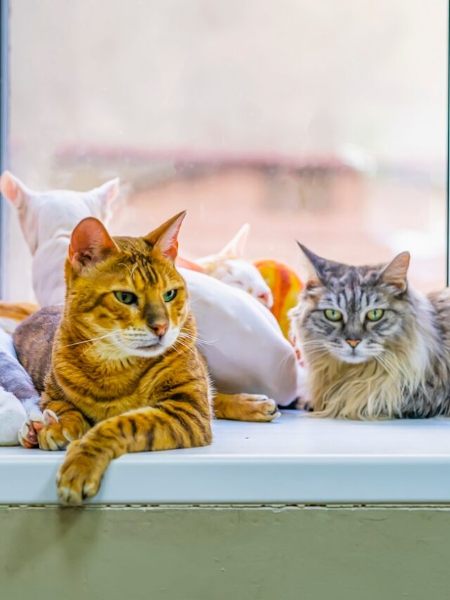 10 Most Popular Cat Breeds in the World in 2023