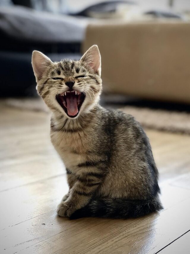 10 Ways to Keep Your Cat Healthy, According to a Vet