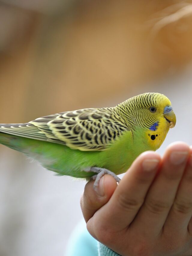 8 Signs You Should NOT Get a Pet Bird