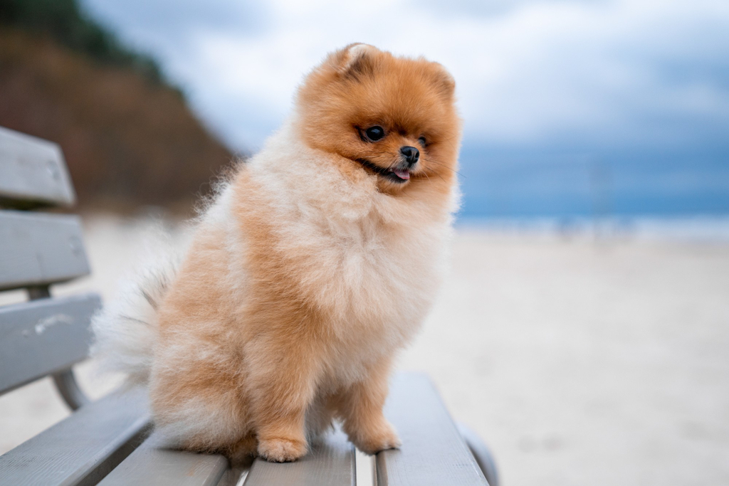 teacup pomeranian dog Temperament and Personality