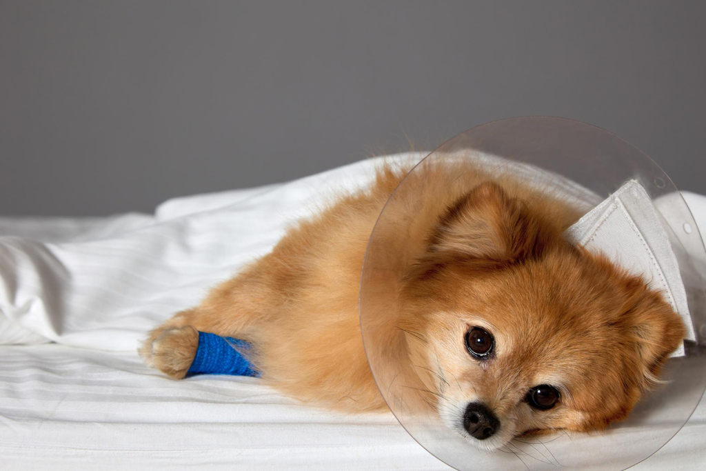 teacup pomeranian Common Health Problems