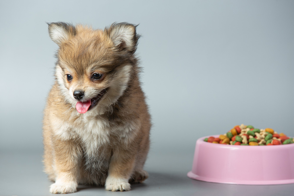 teacup pomeranian Food and Nutrition