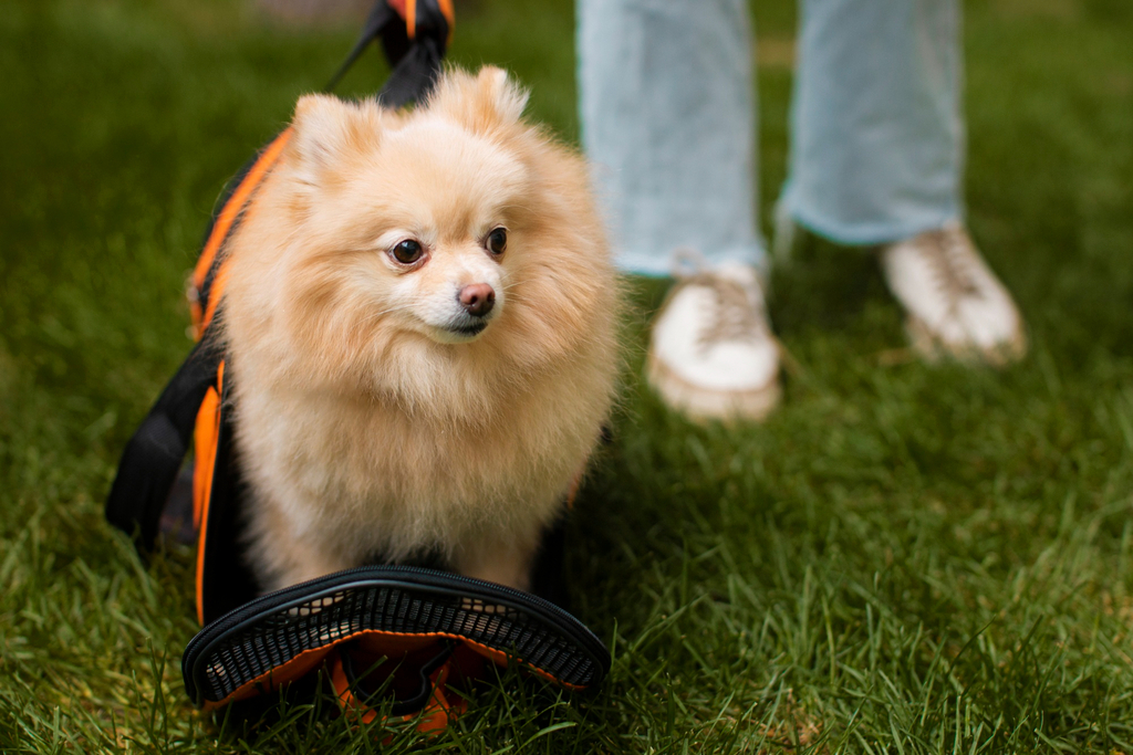 teacup pomeranian Exercise and Training