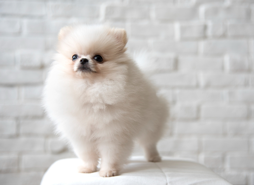 teacup pomeranian dog size
