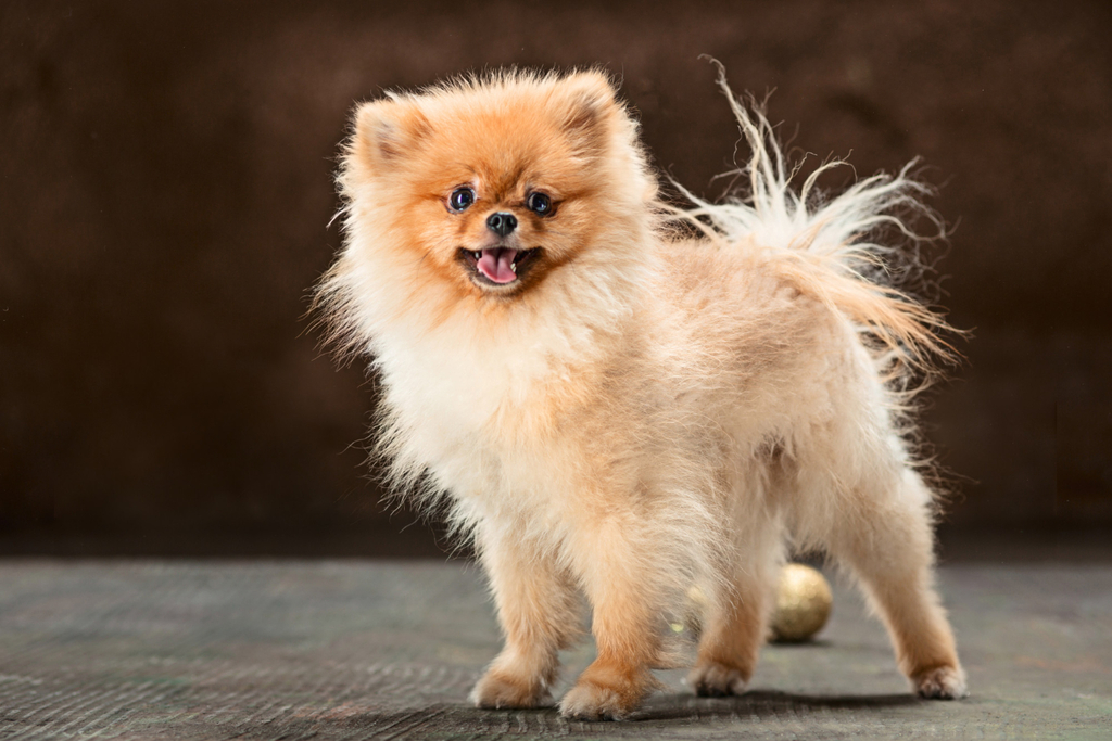 teacup pomeranian dog breed history