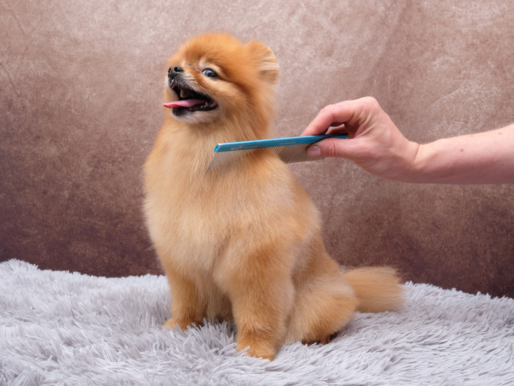 teacup pomeranian grooming