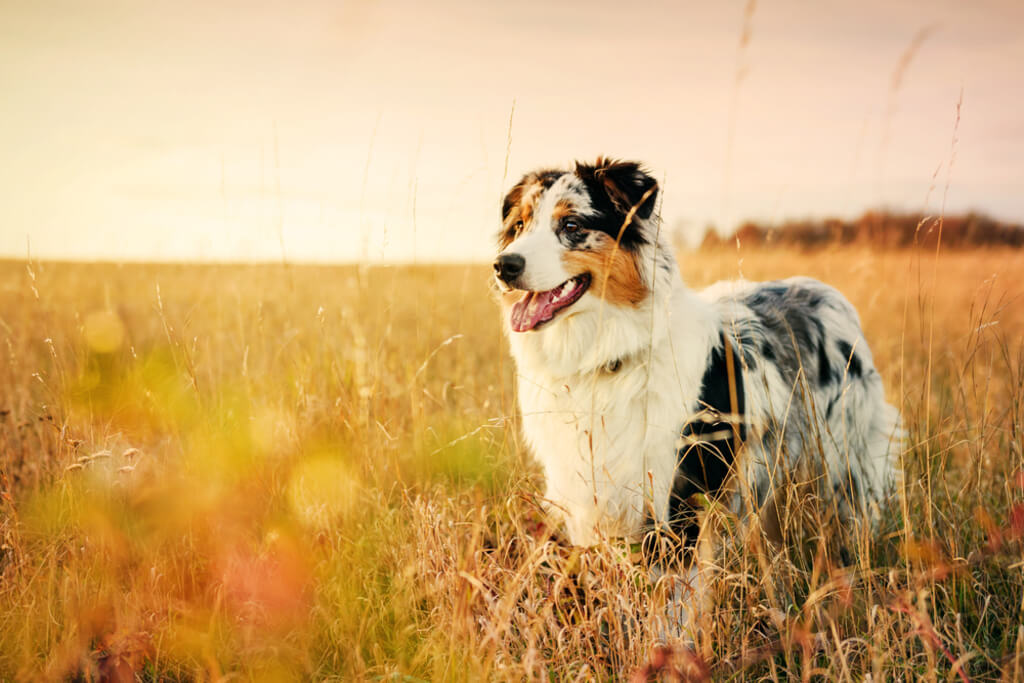 Australian Shepherd Living Needs
