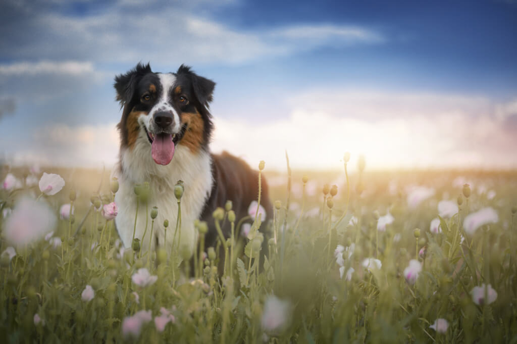 Common Health Problems in Australian Shepherds