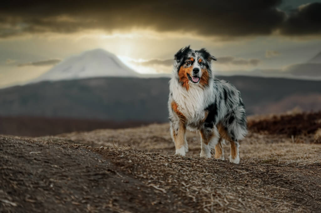 History and Origin of Australian Shepherd