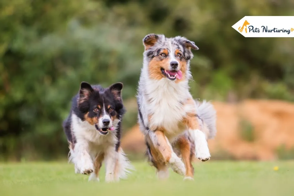 Australian Shepherd Dog Breed