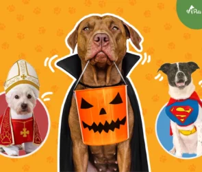 Best Dog Halloween Costumes