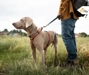Best Flea Collar for Dogs