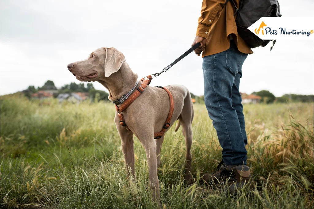Best Flea Collar for Dogs