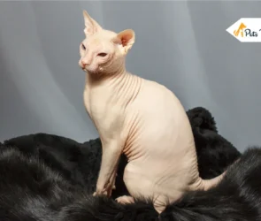 Hairless Cat